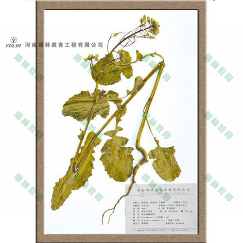 江苏十字花科