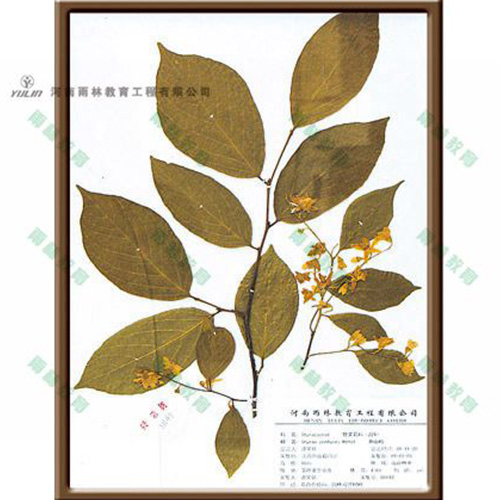 江苏赛山梅