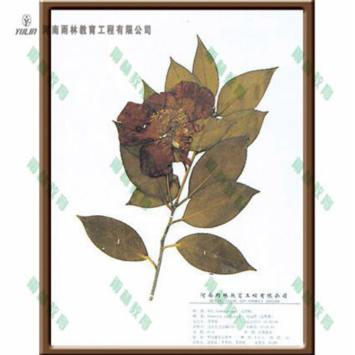 江苏红山茶