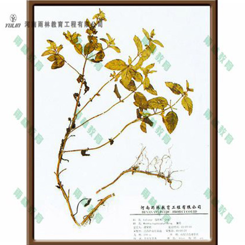 江苏薄荷
