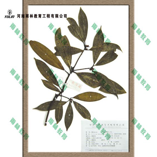 江苏八角茴香科