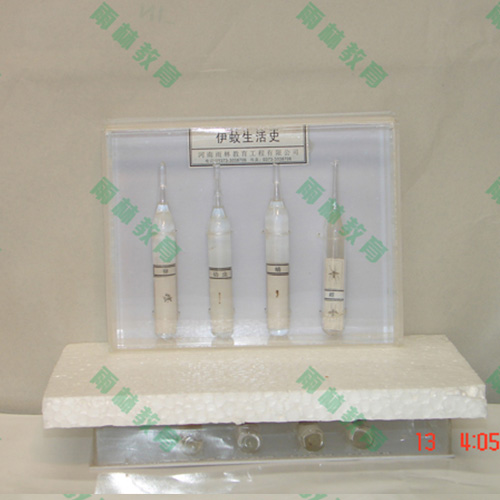 江苏害虫标本25种