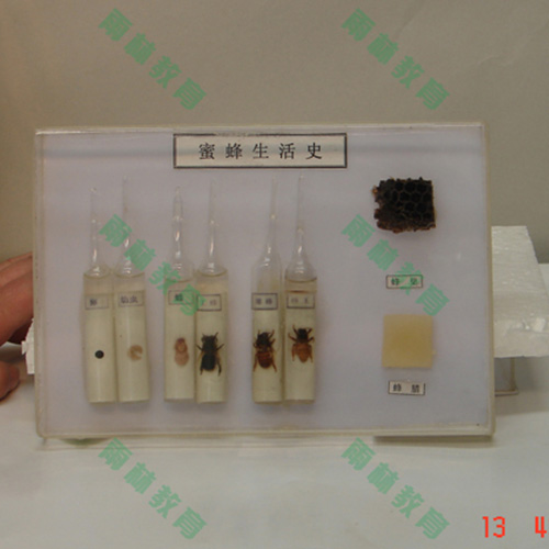 江苏昆虫生活史标本