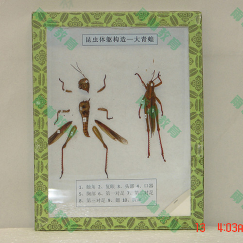 江苏同翅目科昆虫