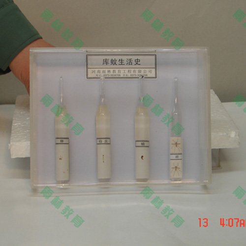 江苏膜翅目科昆虫