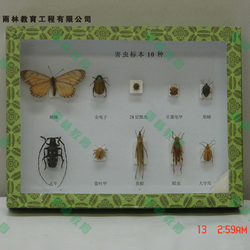 江苏园林害虫昆虫标本