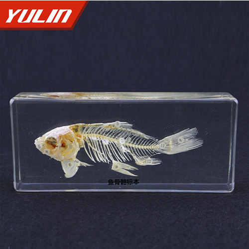 江苏鱼类100种 江苏鱼类100种