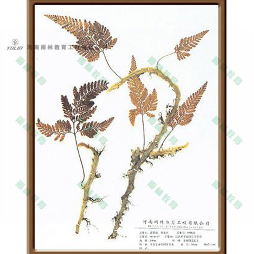 江苏植物学挂图