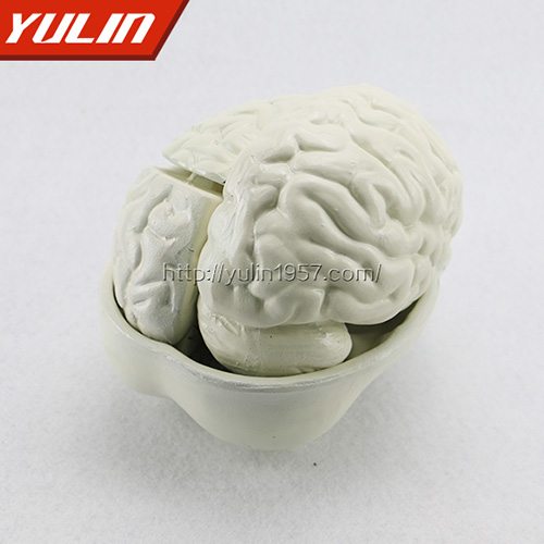 江苏脑解剖模型