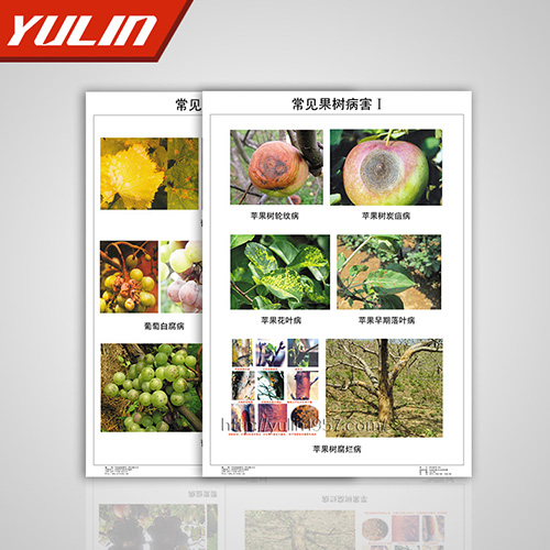 江苏园林植物病理挂图
