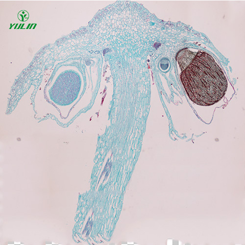江苏苔藓植物生物实验玻片
