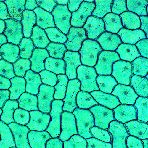 江苏植物生物学细胞及组织生物玻片