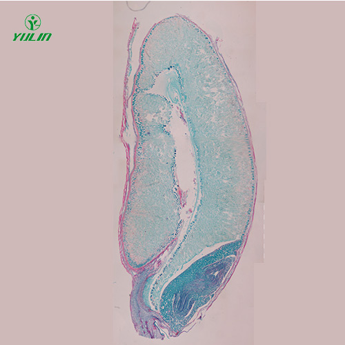 江苏植物生物学种子类生物玻片