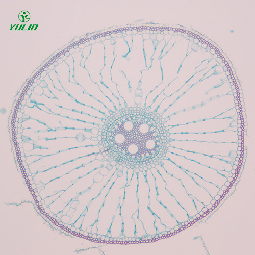 江苏植物生物学根及根的变态生物玻片