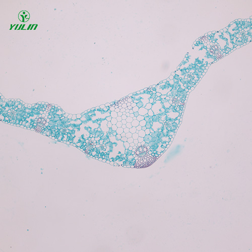 江苏植物生物学叶及叶的变态生物玻片