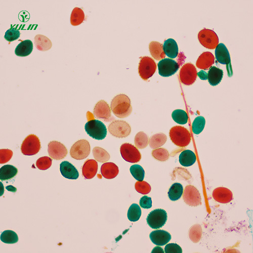 江苏植物生物学花及花的生长生物玻片