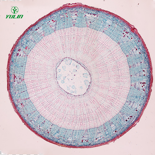 江苏植物生物学茎及茎的变态生物玻片