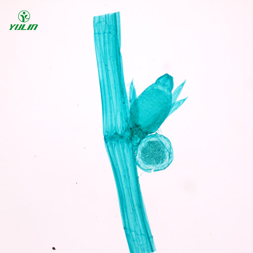 江苏植物生物学藻类植物生物玻片