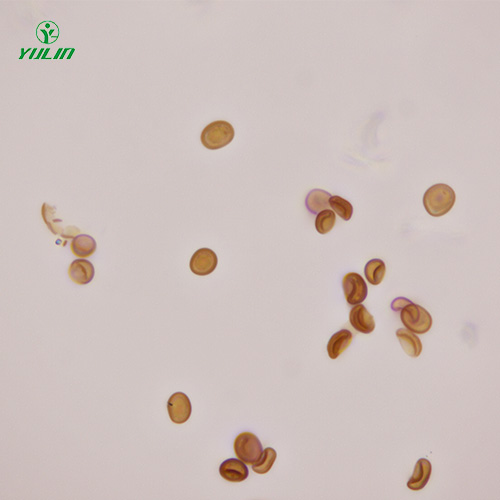 江苏植物生物学菌类植物生物切片