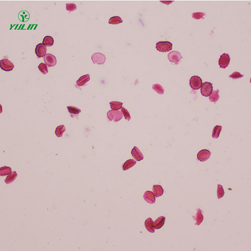 江苏医学蠕虫线虫生物显微切片
