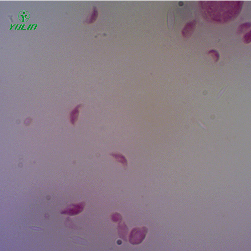 江苏医学原虫孢子虫生物实验玻片