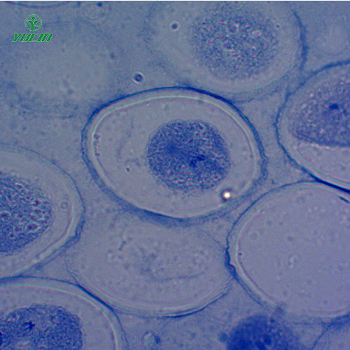 江苏细胞及遗传学生物实验玻片标本