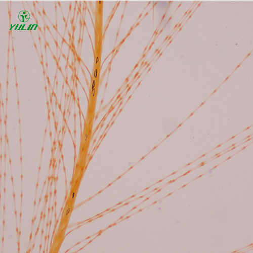 江苏各种鸟类生物玻片