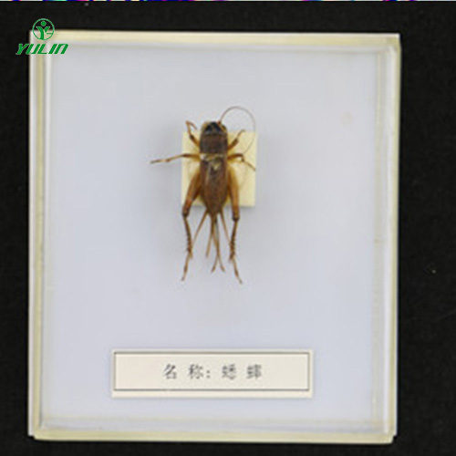 江苏益虫标本20种
