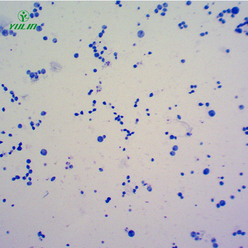 江苏医学原虫鞭毛虫生物实验切片