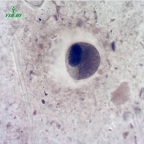 江苏医学寄生虫纤毛虫玻片
