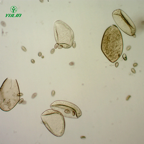 江苏植物线虫学玻片