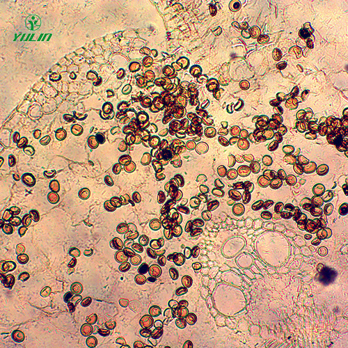 江苏杂粮薯类植物病害生物玻片